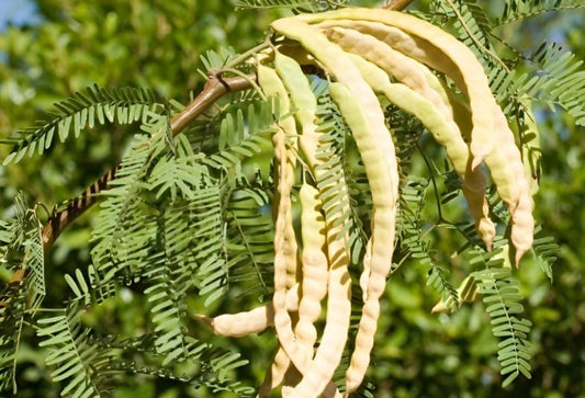 Miel PURA de Mezquite